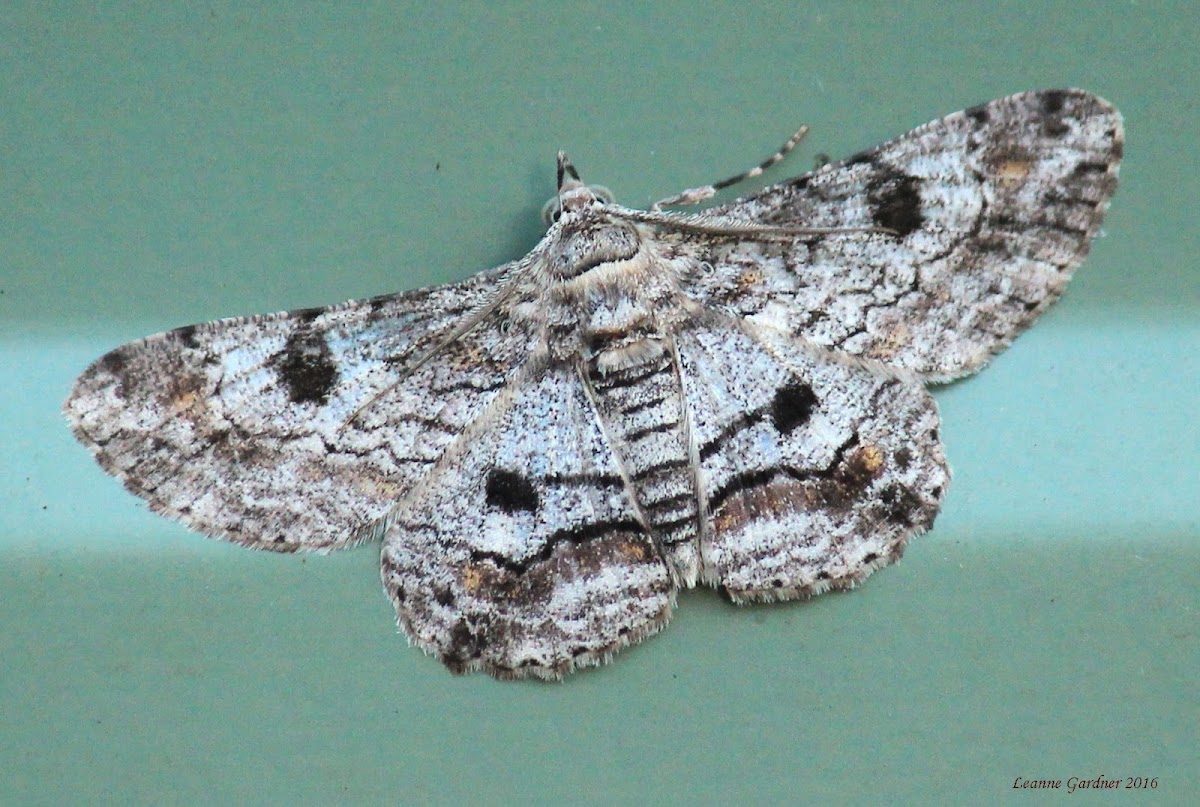 Goldfinch Moth