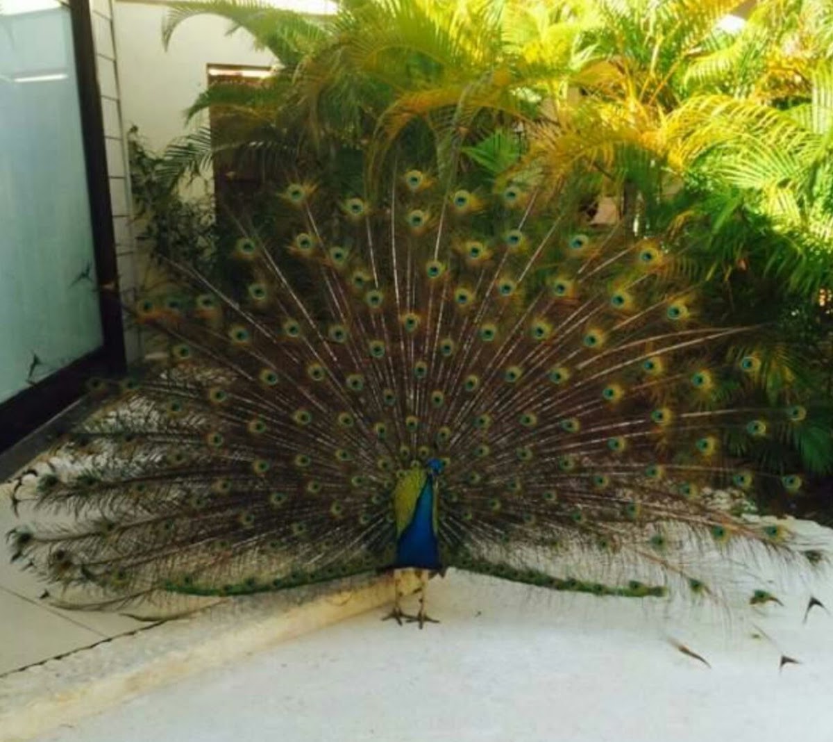 Peacock