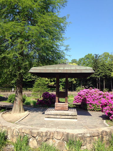 春日池のショウブ園