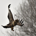 Common buzzard