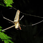 Giant Golden Orb Weaver