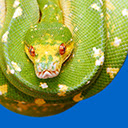 Snakes Wallpapers Snake New Tab