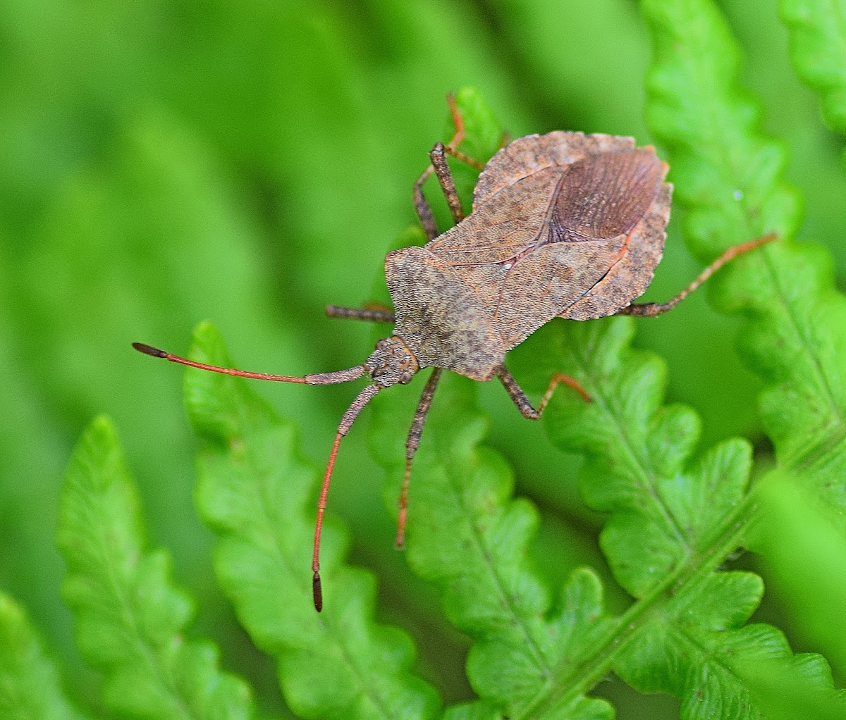 Dock Bug