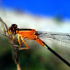 senegal golden dartlet