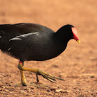 Common Moorhen