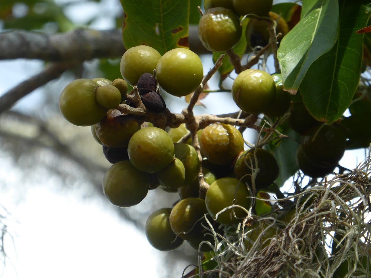 Wingleaf Soapberry