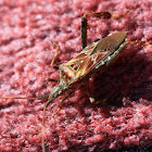 Western Conifer Seed Bug