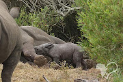 Kragga Kamma Game Park in Port Elizabeth welcomed a rhino calf over the weekend - here she is seen nursing from her mother, Bembi.