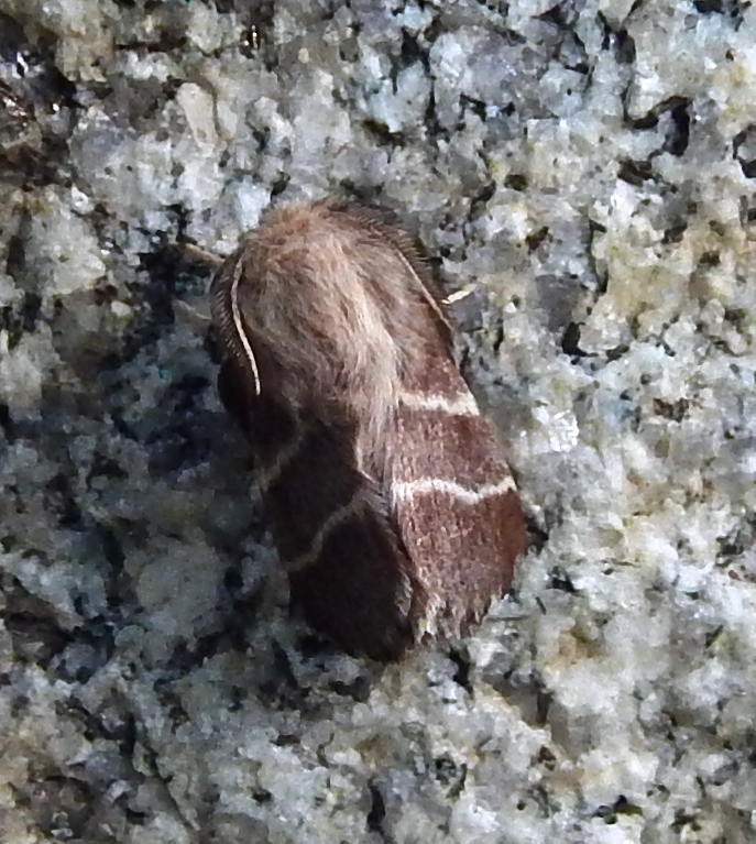 Eastern Tent Caterpillar Moth