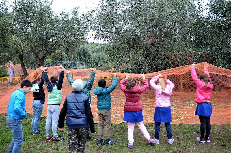 la raccolta delle olive di Elisabetta Castellano