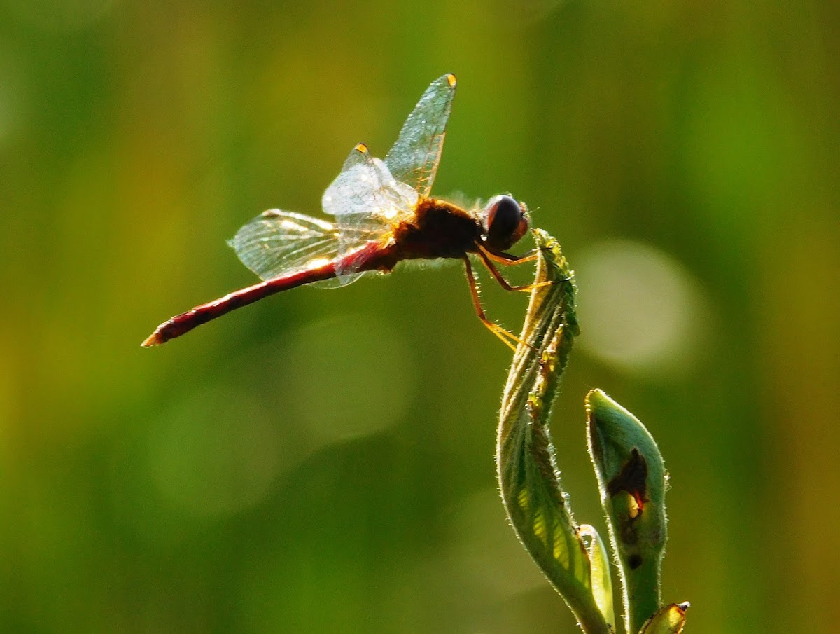 Golden-winged Skimmer