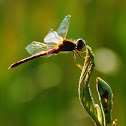 Golden-winged Skimmer