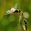 Golden-winged Skimmer