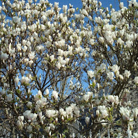 Magnolia bianca di 