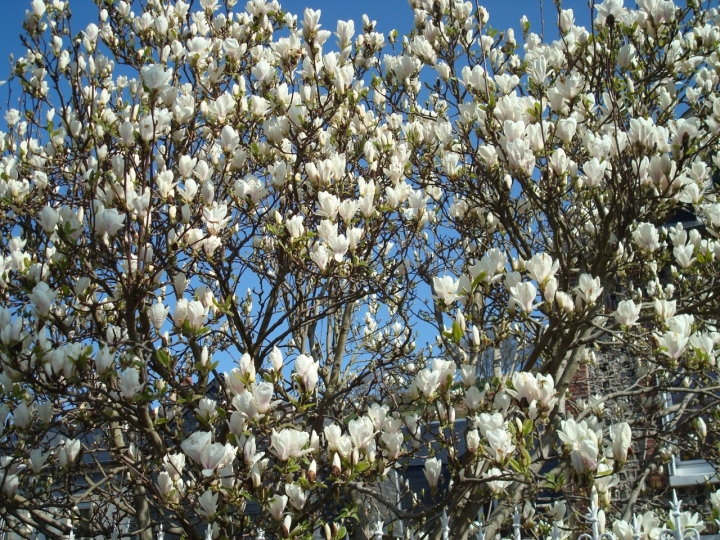 Magnolia bianca di giuseppe48