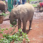 African Savanna (Bush) Elephant