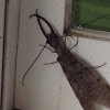 Eastern Dobsonfly