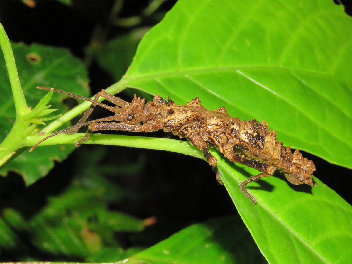 Stick Insect, Phasmid - Female