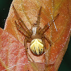 Orb-weaver Spider