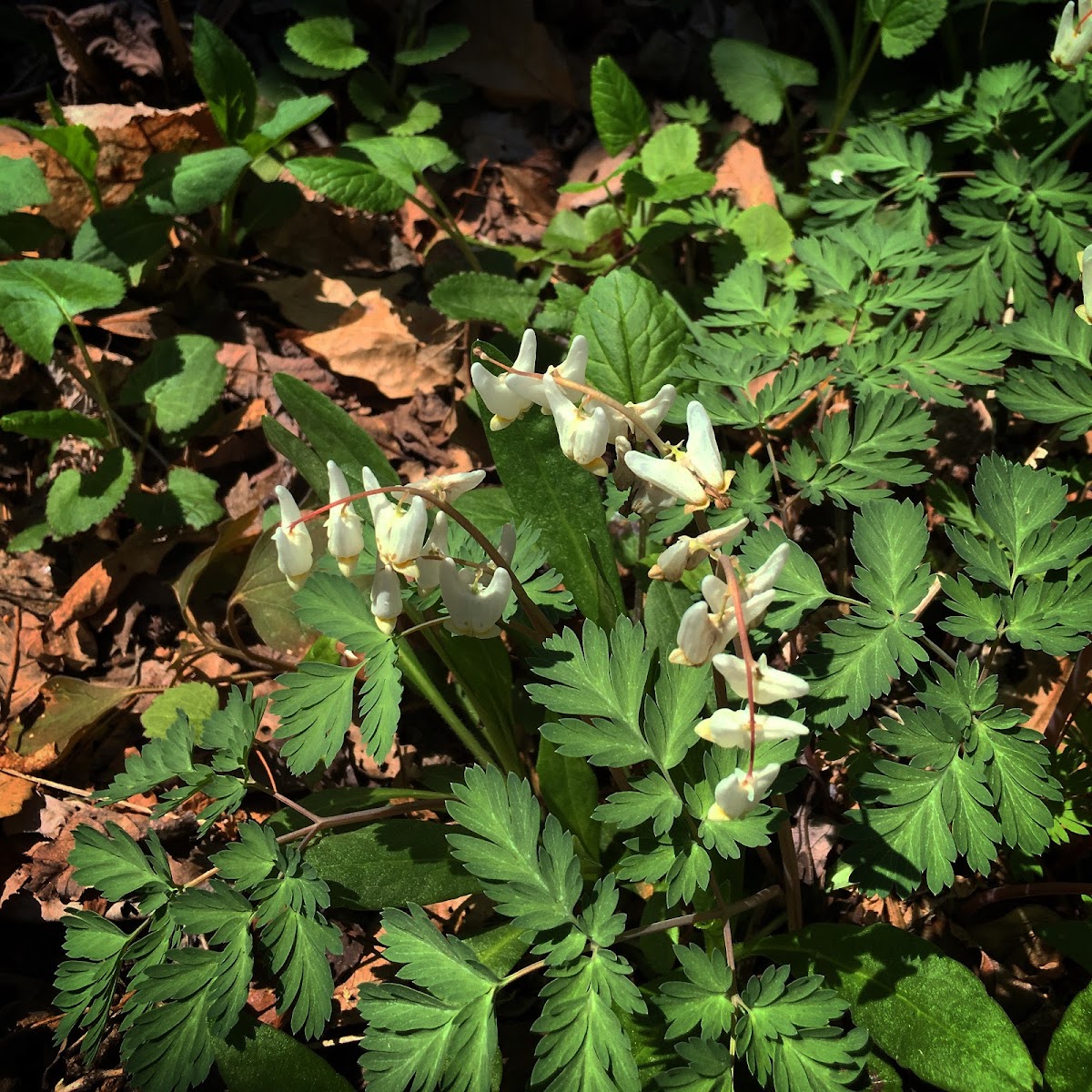 Dutchmans breeches