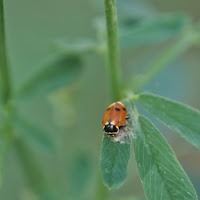 Coccinella  di 