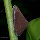 Ricaniid Planthopper