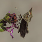 Arizona Powdered Skipper