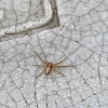 unidentified spider