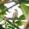 Yellow-Vented Bulbul