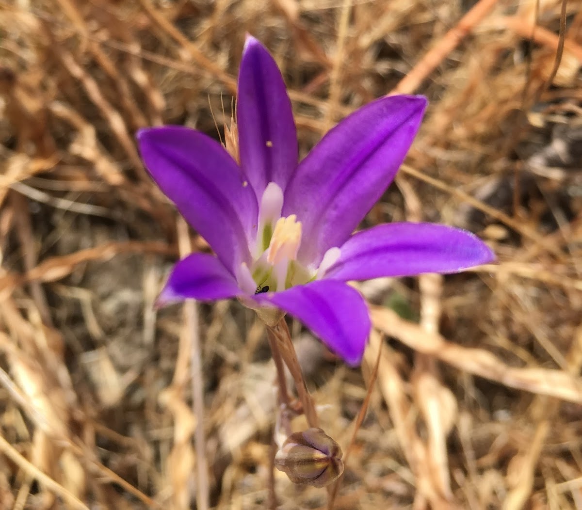 Harvest Brodiaea