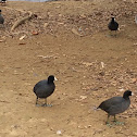 American Coot