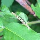 Common Eupithecia