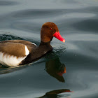 Red-crested pochard