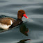 Red-crested pochard