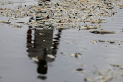 Fabiano Jose de Souza, manager of Lagoa do Peixe National Park, observes dead fish at Lagoa do Peixe (Fish Lagoon) which was affected by drought in Tavares, Rio Grande do Sul state, Brazil February 5, 2022. 