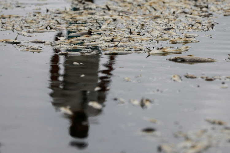 Fabiano Jose de Souza, manager of Lagoa do Peixe National Park, observes dead fish at Lagoa do Peixe (Fish Lagoon) which was affected by drought in Tavares, Rio Grande do Sul state, Brazil February 5, 2022.