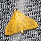 Crambid Moth