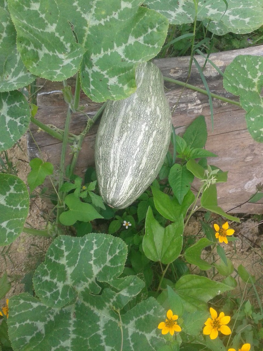 Summer squash, Calabaza, Ayotl