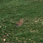 Eastern Cottontail Rabbit