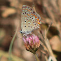 Common Blue