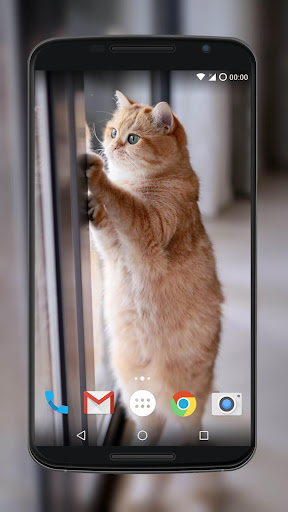 Cute Cat Wallpaper
