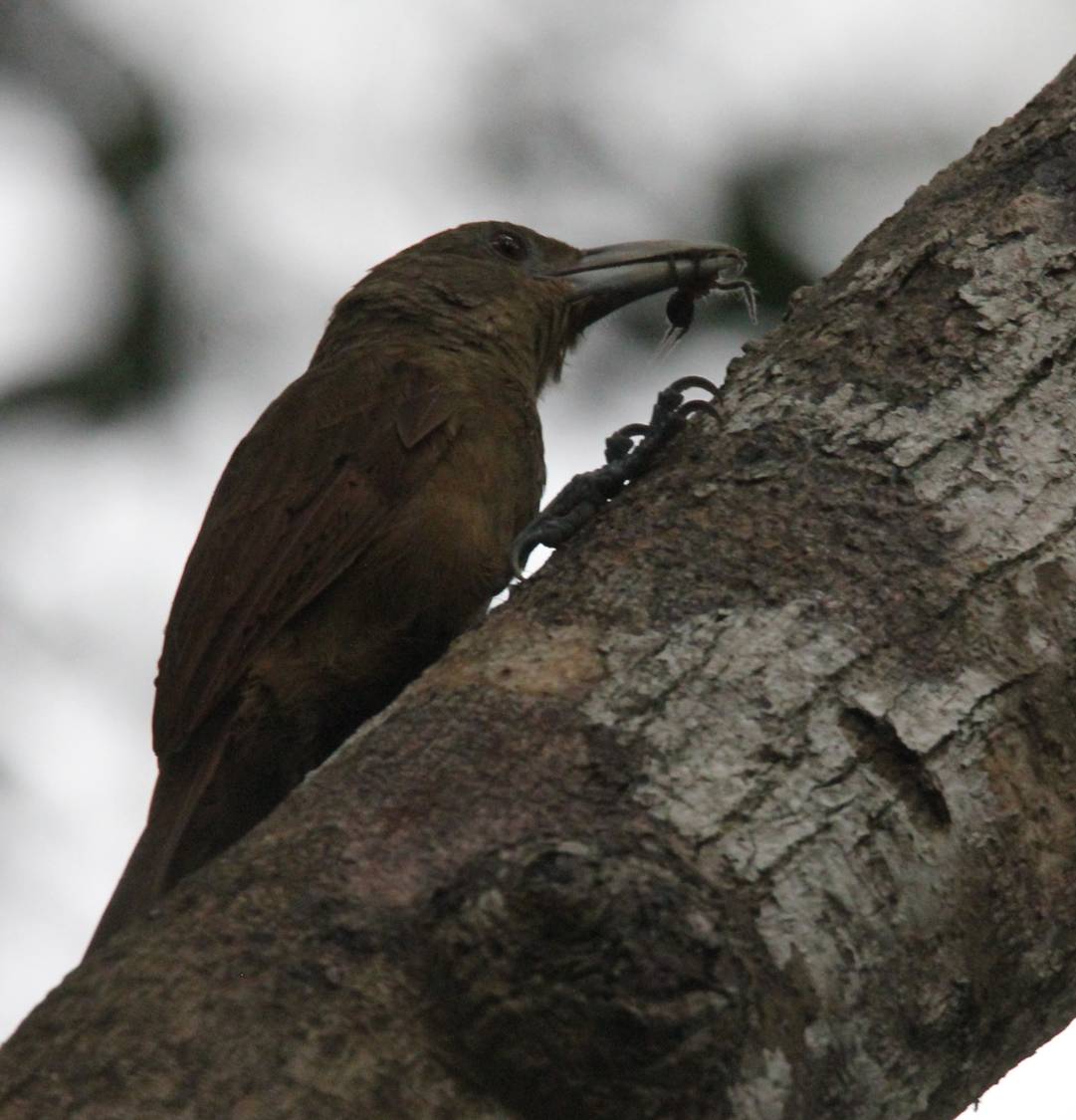 Plain-brown Woodcreeper