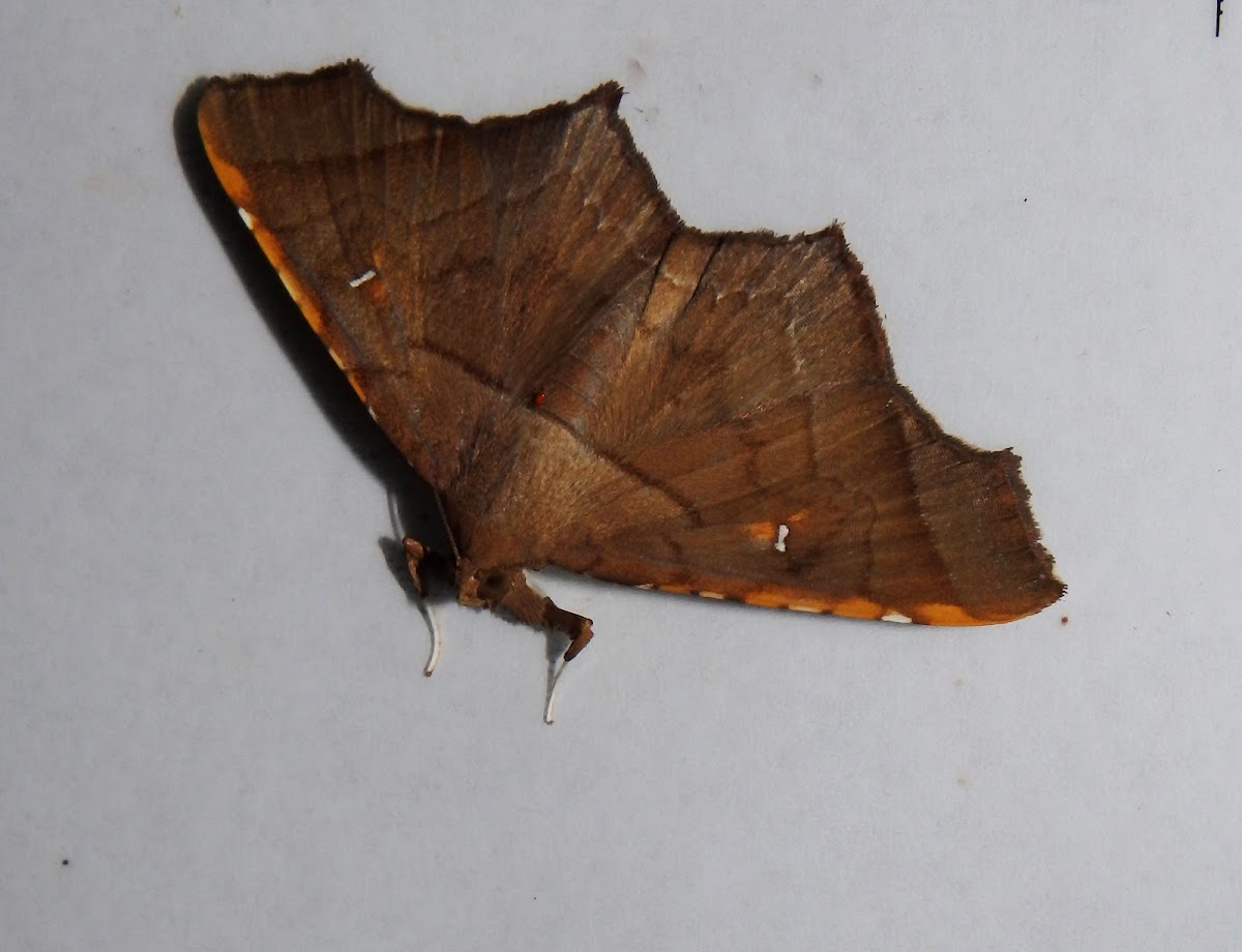 Brown Kite Moth