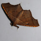 Brown Kite Moth