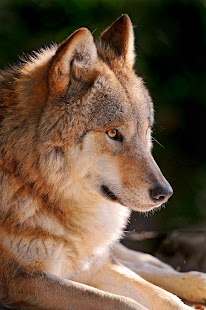 How to get Wolf Wallpapers 1.0 unlimited apk for android