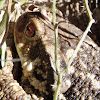 Common toad. Sapo común