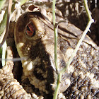 Common toad. Sapo común