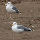 Yellow-legged Gull