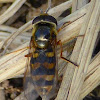 Syrphid Fly