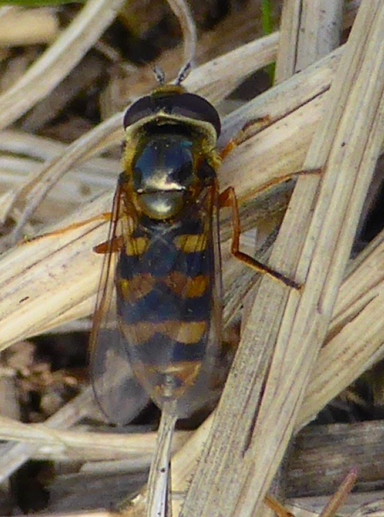 Syrphid Fly